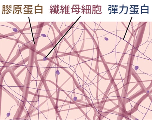 膠原蛋白與彈力蛋白在皮膚結構中的角色說明圖